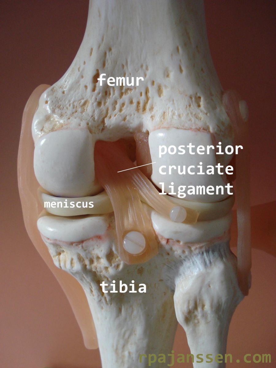 Posterior view knee: posterior cruciate ligament between femur and tibia (also shown meniscus)